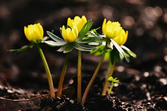 Que cultivar en Febrero y Marzo dentro o fuera de tu invernadero